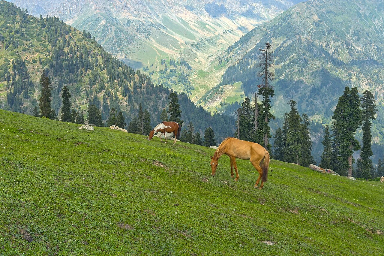 Kashmir